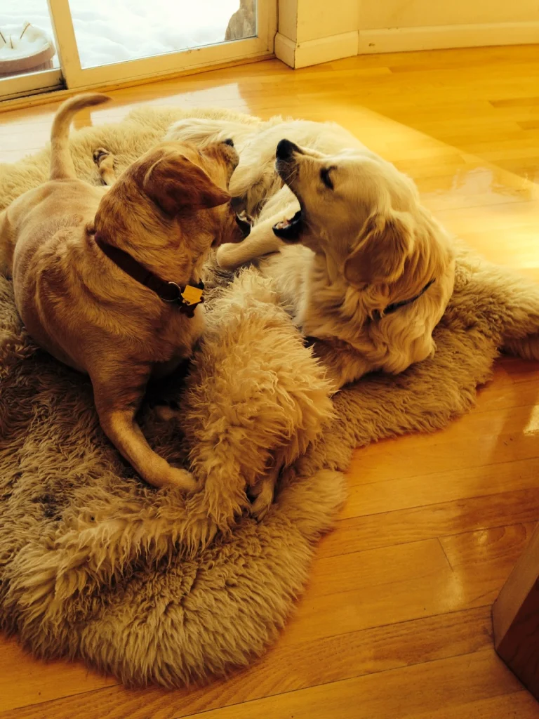 Carson Tahoe, a dog-friendly veterinary clinic in Carson City, California