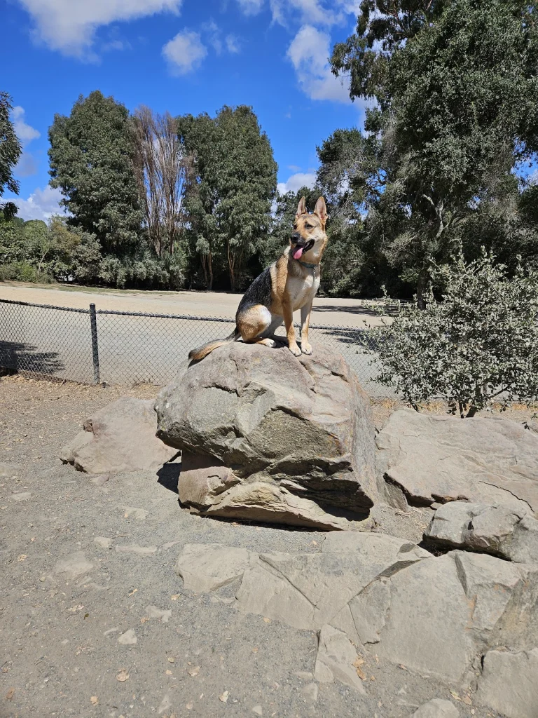 Castro Valley Dog Park