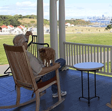 Dog vacation at Cavallo Point Lodge in Marin County