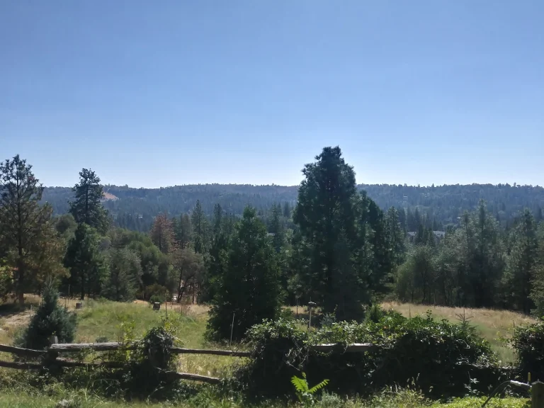 Cedar Ravine Tree Farm Google Places photo