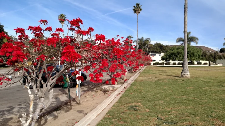 Cemetery Memorial Park