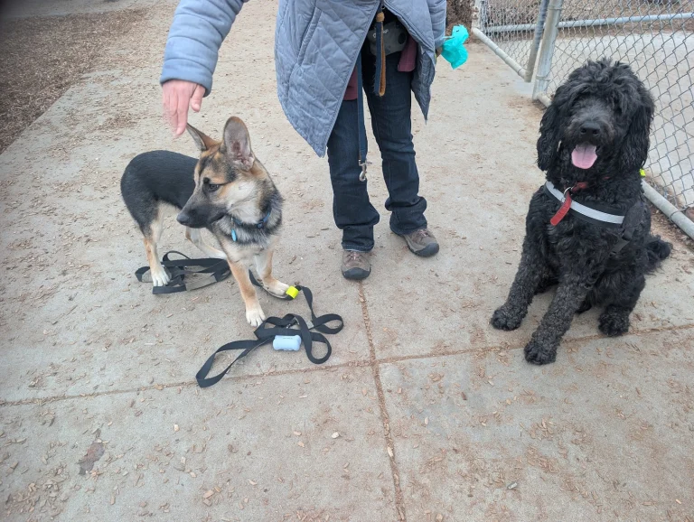 Centennial Dog Park