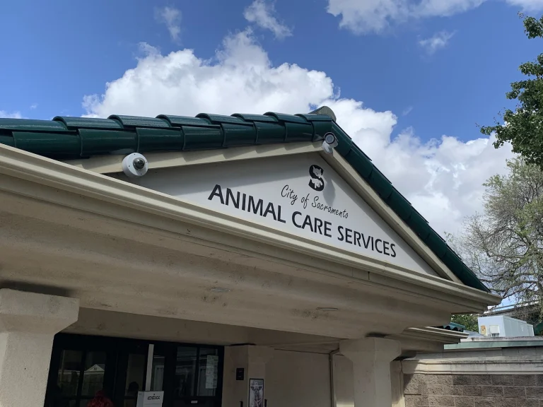 Chako Pit Bull Rescue