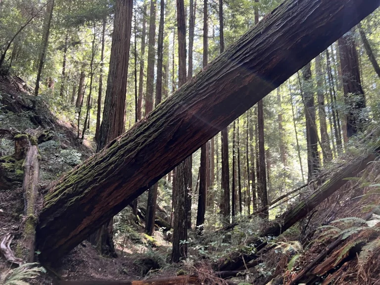 Chamberlain Creek Trail, Willits