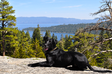 Dog in Lake Tahoe