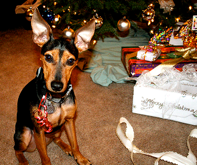 Dog under the Christmas Gift