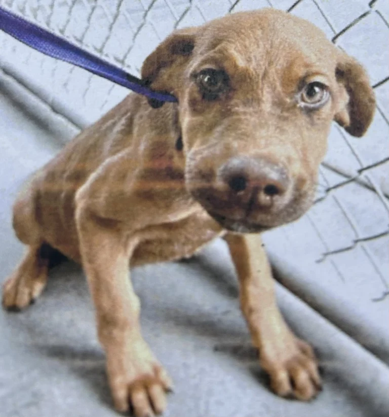 City of San Bernadino Animal, San Bernardino