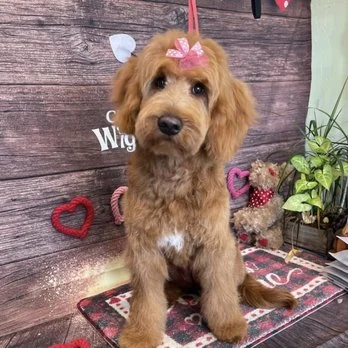 Classy Canine Salon, a dog-friendly dog grooming salon in Castro Valley, California