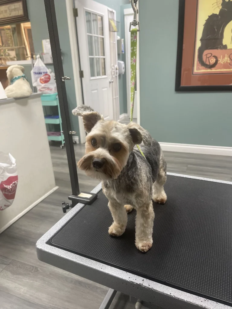 Claws 'N Paws Day Spa, a dog-friendly dog grooming salon in Fountain Valley, California
