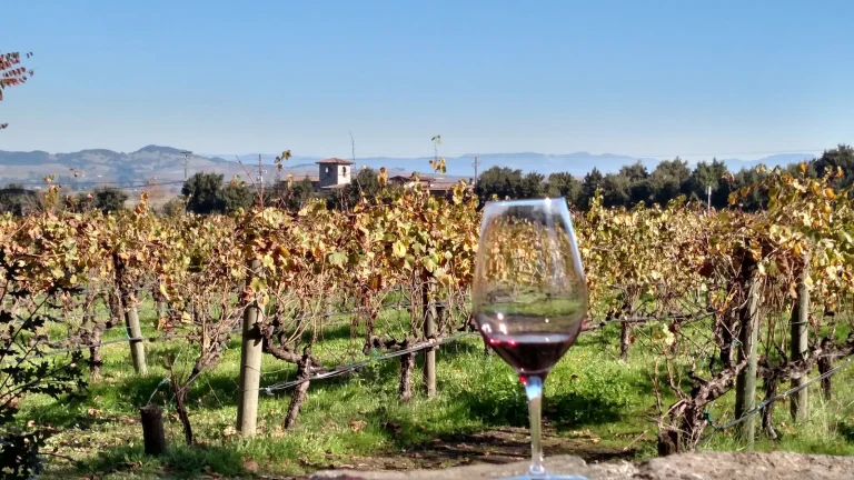 Cline Cellars Google Places photo