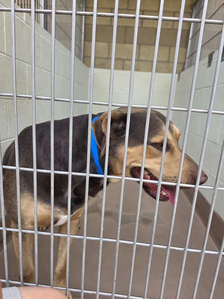 Coachella Valley Animal Campus, a dog-friendly animal rescue in Thousand Palms, California