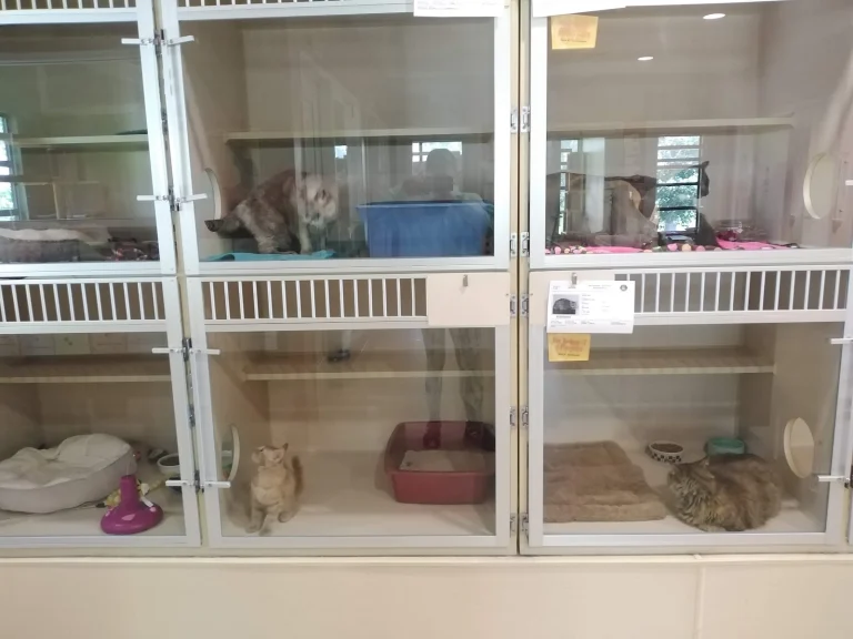 Coastal Animal Services Google Places photo