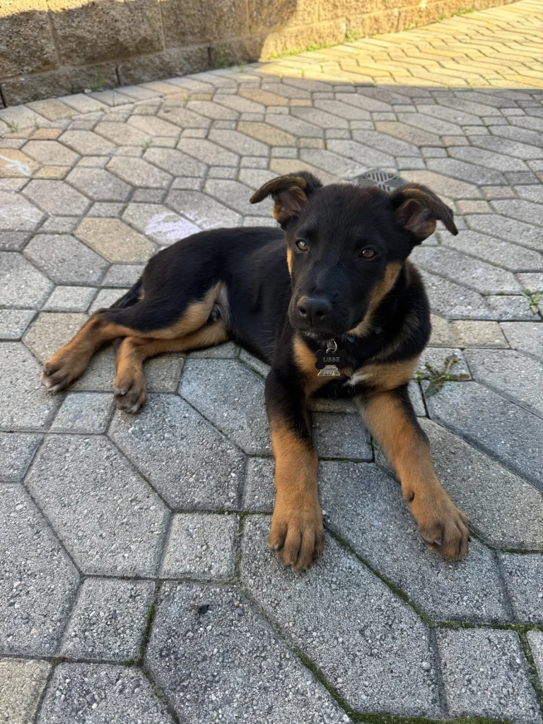 Coastal German Shepherd Rescue, a dog-friendly animal rescue in Lake Forest, California