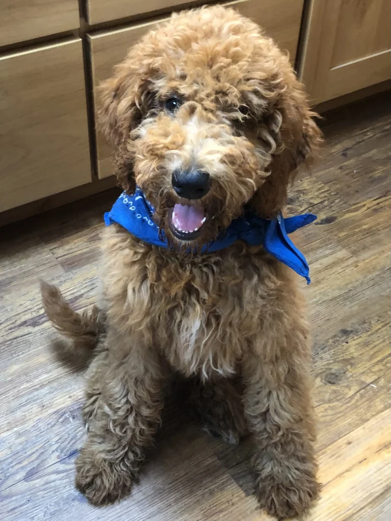 Coature Pet Spa, a dog-friendly dog grooming salon in Chico, California
