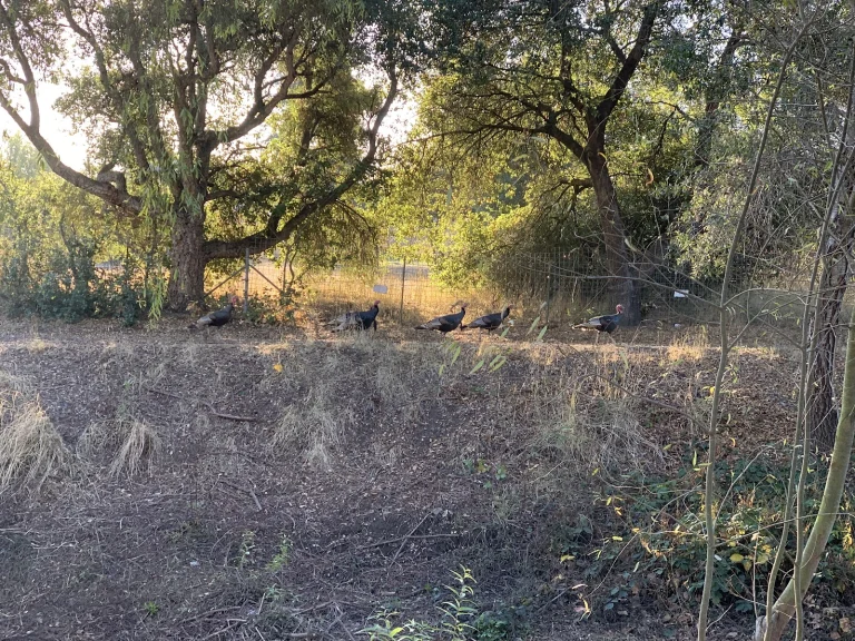 Colgan Creek Trail