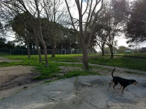 Commodore Park Dog Exercise, a dog-friendly dog park in San Bruno, California