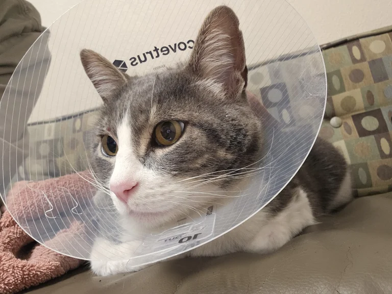 Companion Animal Hospital