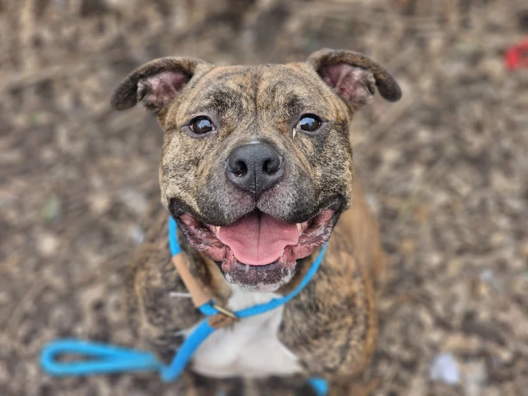 Companion Animal Rescue Effort, a dog-friendly animal rescue in San Jose, California