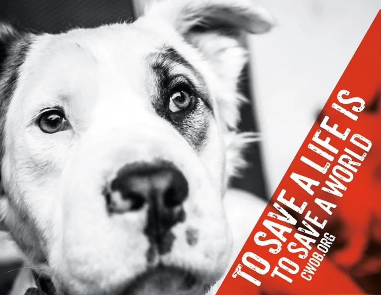 Compassion Without Borders, a dog-friendly animal rescue in Santa Rosa, California