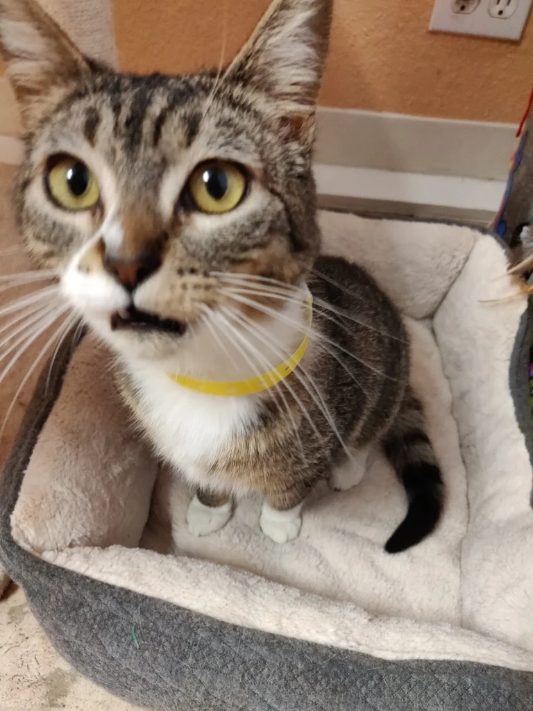 Contra Costa Humane Society