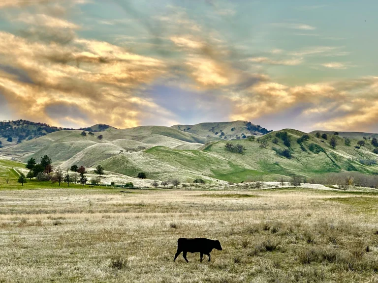 Contra Loma Regional Park