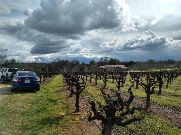 Cooper Vineyards
