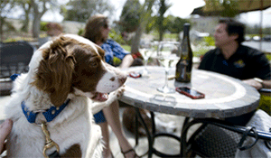 Dog sitting at table at winery