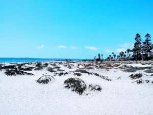 Dog-friendly North County San Diego coast