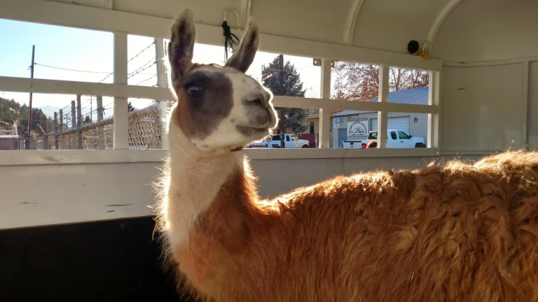County of Siskiyou Animal Google Places photo