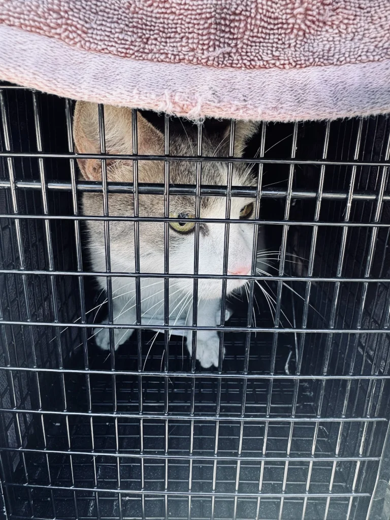 San animal services, Bonita