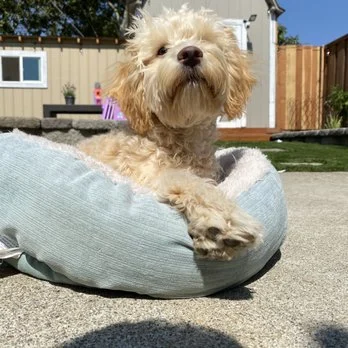 Covey's Pet Grooming, a dog-friendly dog grooming salon in Hayward, California