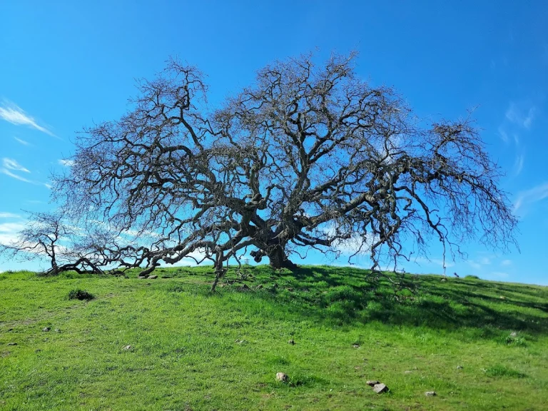 Crane Creek Regional Park, a dog-friendly hiking trail in Santa Rosa, California