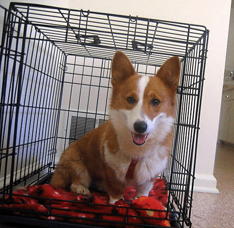 Dog in her crate