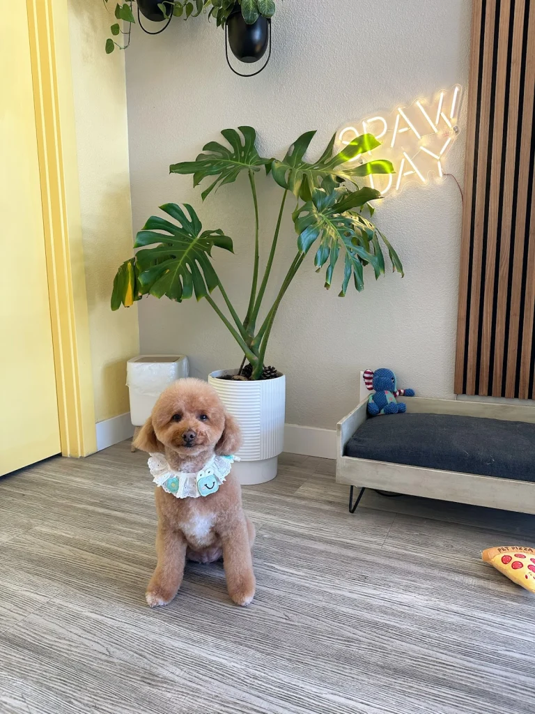 Creative K9 Clips, a dog-friendly dog grooming salon in San Jose, California