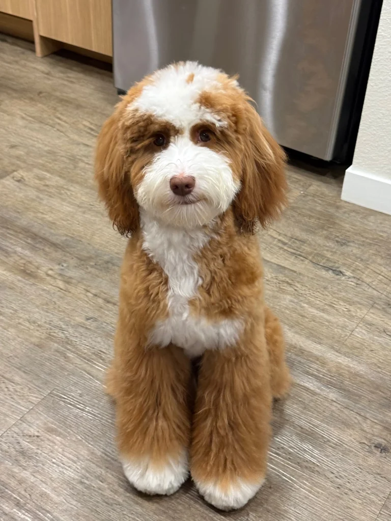 Critter Clipper Pet Spa, a dog-friendly dog grooming salon in Mountain View, California