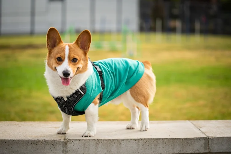 CrossRoads Animal Emergency, a dog-friendly veterinary clinic in Huntington Beach, California