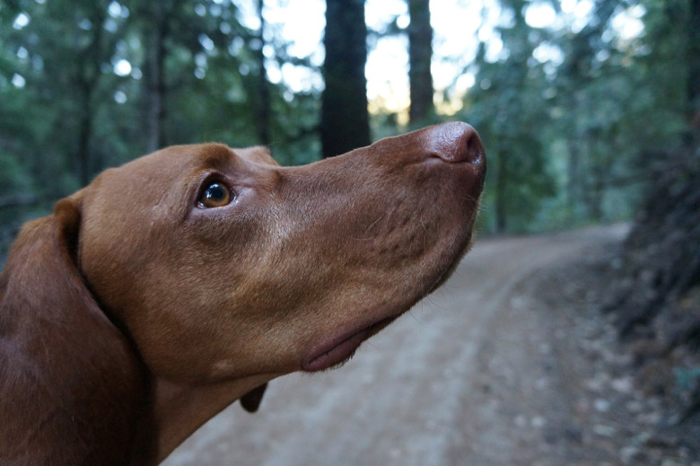 Hike with dog in Santa Cruz