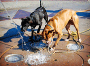 Dogs playing in the Dancing Fountain near Sacramento