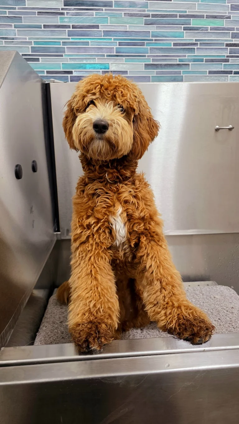 Danville Paw Spa, a dog-friendly dog grooming salon in Danville, California