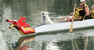 dog in paddle boat