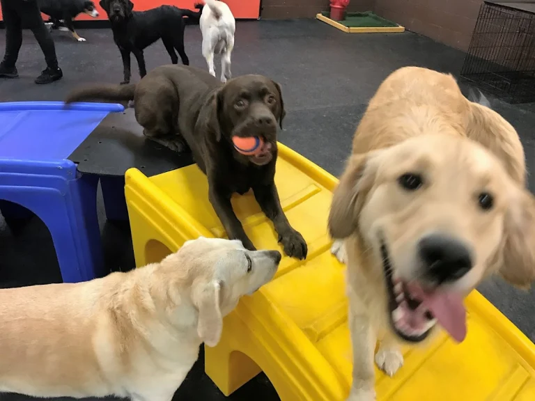 Dawg Gone It, a dog-friendly pet boarding facility in Monterey, California