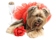 Days of wine, roses and dogs