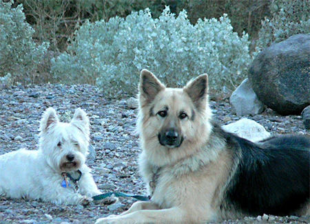 Dogs in Death Valley