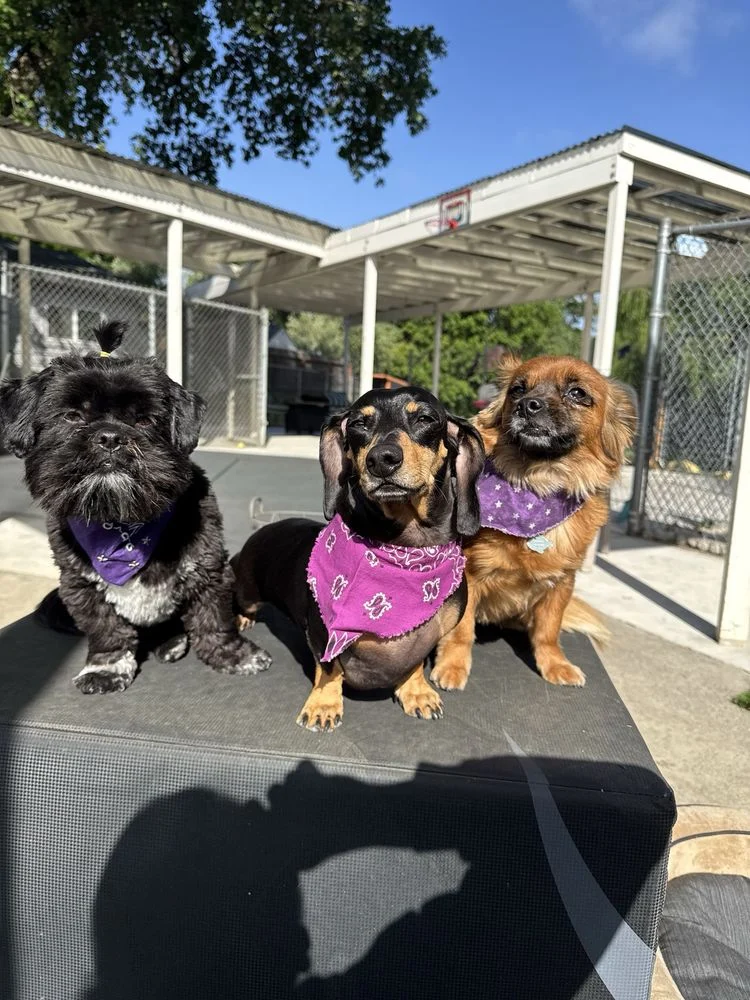 Deb’s Doggie, a dog-friendly pet boarding facility in Concord, California