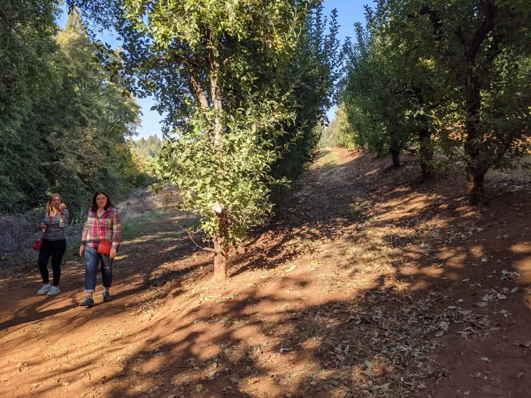 Delfino Farms