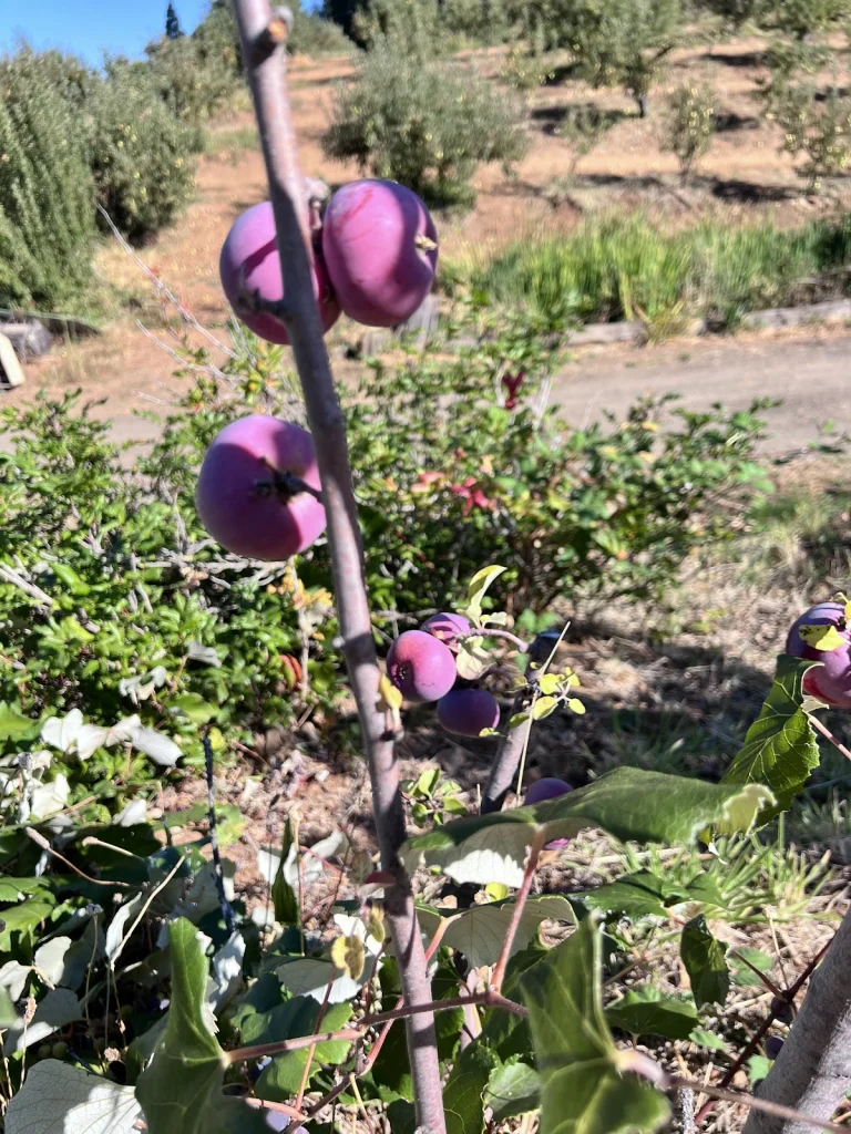 Denver Dan's Apple Patch, a dog-friendly attraction in Camino, California
