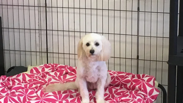 Desert Pampered Pets, a dog-friendly pet supply store in Palm Desert, California