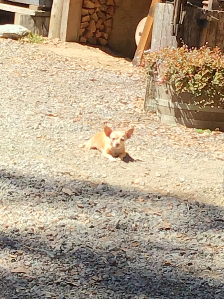 Detrick Veterinary Hospital