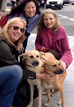 Rescued dogs in San Francisco