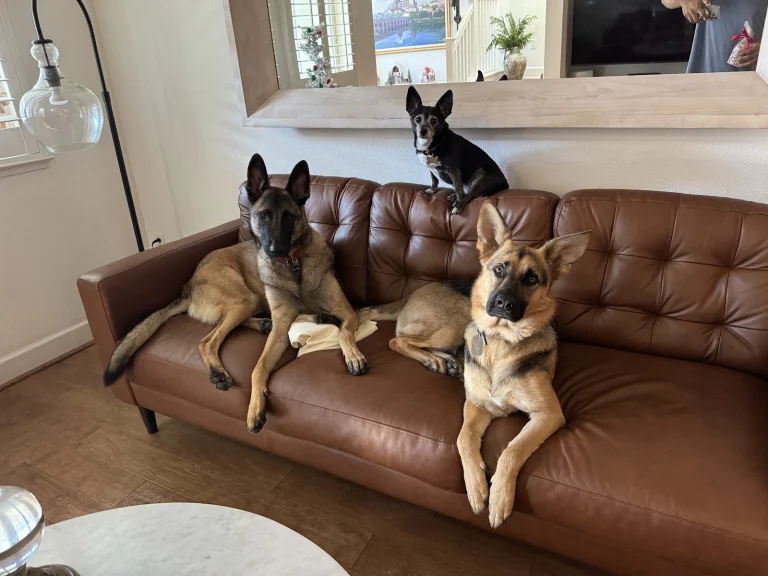 Diablo Valley Camp Bow Wow Google Places photo